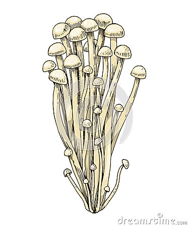 Hand drawn Enoki mushrooms Vector Illustration