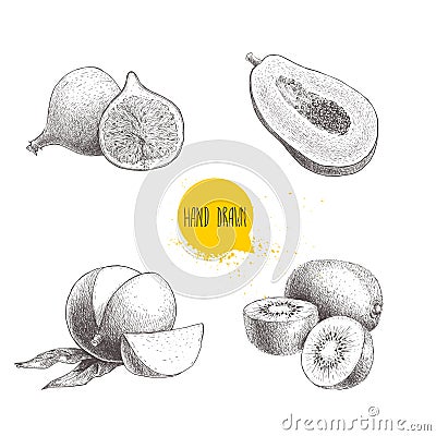 Hand drawn exotic fruits set. Fig fruit, papaya cut with seeds, mango and kiwi fruits. Eco food sketch vector illustration isolate Vector Illustration