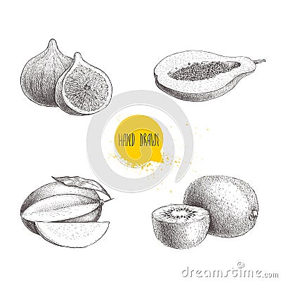 Hand drawn exotic fruits set. Fig fruit, papaya cut with seeds, mango and kiwi fruits. Eco food sketch vector illustration Vector Illustration