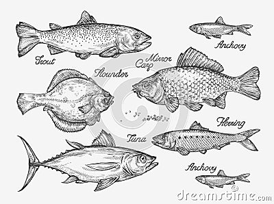 Hand drawn fish. Sketch trout, carp, tuna, herring, flounder, anchovy. Vector illustration Vector Illustration