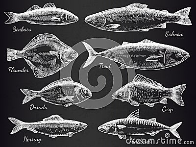 Hand drawn fish. Sketch various fish salmon and carp, mackerel, tuna, flounder, anchovy, gastronomy fishes on black Vector Illustration