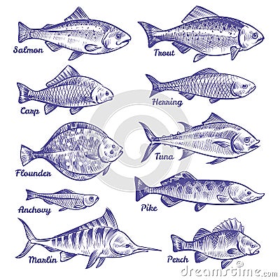 Hand drawn fishes. Ocean sea river fishes sketch fishing seafood herring tuna salmon anchovy trout perch pike Vector Illustration