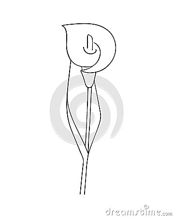 Hand-drawn flower, calla lily. Simple botanical sketch, line, floral drawing, minimalism. Doodle style.Isolated on a white Vector Illustration