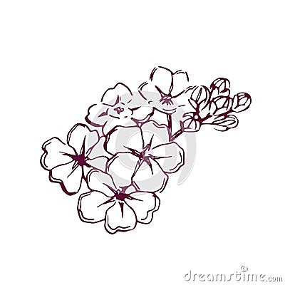 Hand drawn flowers cherry blossom vector illustration. Cartoon sakura branch isolated on white. Vector Illustration