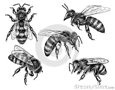 Hand Drawn Flying and Sitting Bees Stock Photo