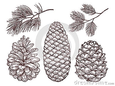 Hand drawn forest vector. Sketched pine branches and pinecones Vector Illustration