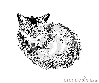 Hand drawn fox Vector Illustration