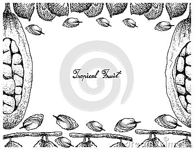 Hand Drawn Frame of Charichuelo and Baobab Fruits Vector Illustration
