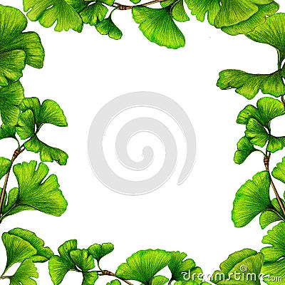 Hand drawn frame of ginkgo biloba,Herbal banner Stock Photo