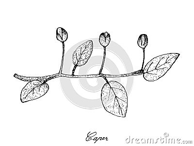 Hand Drawn of Fresh Caper Buds on White Background Vector Illustration