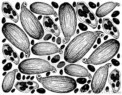 Hand Drawn of Fresh Cardamom Pods Background Vector Illustration