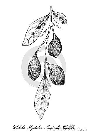 Hand Drawn of Fresh Chebulic Myrobalans on A Branch Vector Illustration