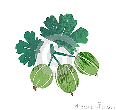 Hand drawn fresh green gooseberry with leaves vector flat textured illustration. Ripe natural seasonal garden berries Vector Illustration