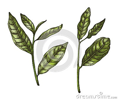 Hand drawn fresh green tea leaf Stock Photo