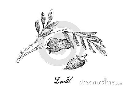 Hand Drawn of Fresh Lentil Pod on Tree Vector Illustration