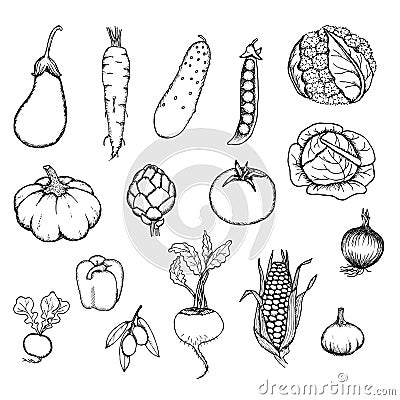 Hand Drawn Fresh Organic Vegetables Set Vector Illustration