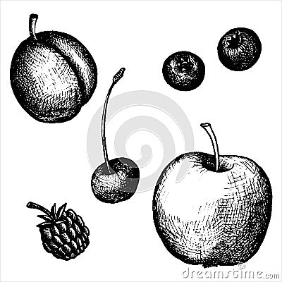 Hand drawn fruits and berries Vector Illustration