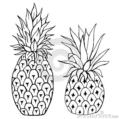 Hand-drawn fruits. Pineapple Vector illustration. Vector Illustration