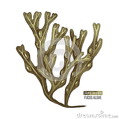 Hand drawn Fucus algae Vector Illustration