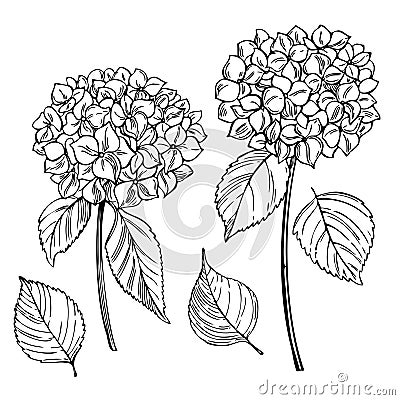 Hand drawn garden flowers. Hydrangea. Vector illustration Vector Illustration