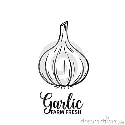 Hand drawn garlic icon Vector Illustration