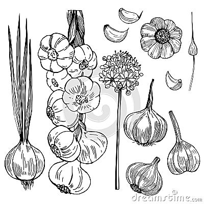 Hand drawn garlic. Vector sketch illustration Vector Illustration