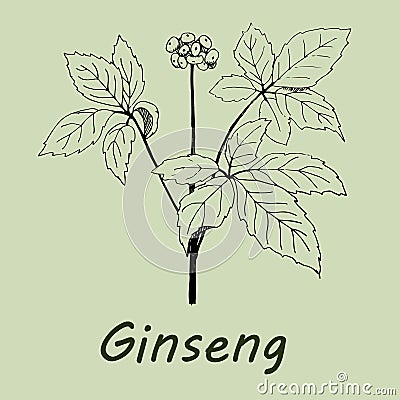 Hand drawn ginseng. Cartoon Illustration