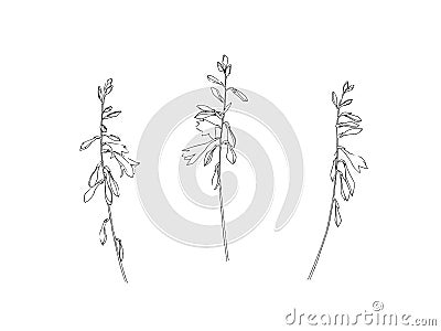 Hand drawn gladiolus collection. Set of outline glad flowers ink paintings. Black isolated garden sketch vector on white Vector Illustration