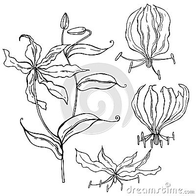 Hand drawn gloriosa flower. Vector sketch illustration Vector Illustration