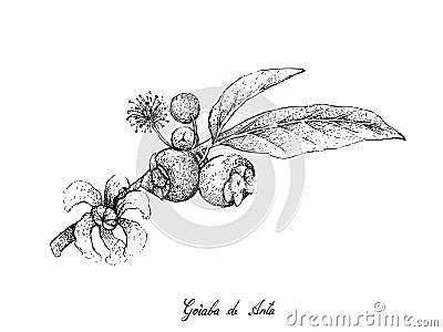 Hand Drawn of Goiaba de Anta Fruits on White Background Vector Illustration