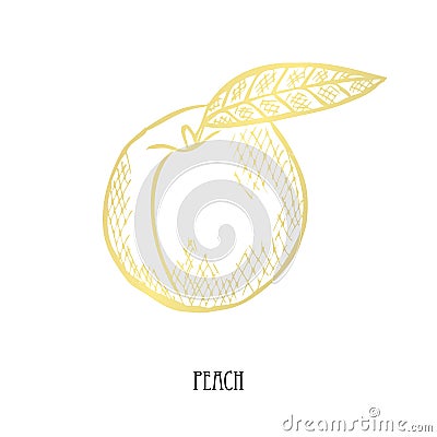 Hand drawn golden fruits Vector Illustration