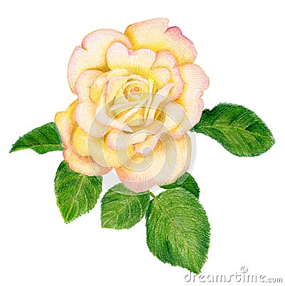 Hand-drawn golden rose Stock Photo