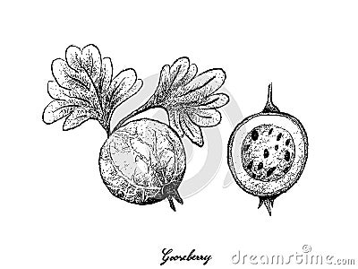 Hand Drawn of Gooseberry on White Background Vector Illustration