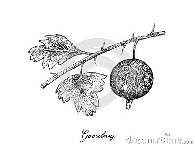 Hand Drawn of Gooseberry on White Background Vector Illustration