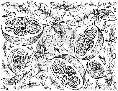 Hand Drawn of Grapefruit Fruit on White Background Vector Illustration