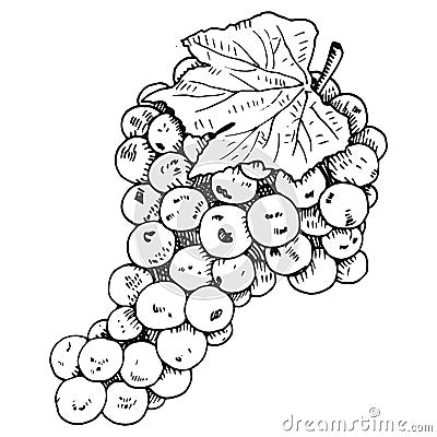 Hand drawn grapewine Vector Illustration