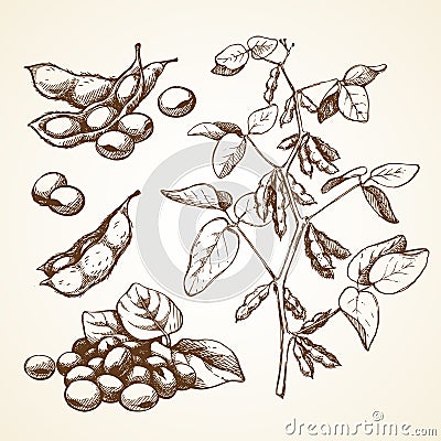 Hand drawn graphic sketch vector illustration set of soy beans Vector Illustration