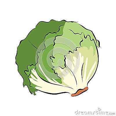 Hand drawn green lettuce Vector Illustration