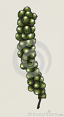 Hand drawn of a green peppercorn Stock Photo