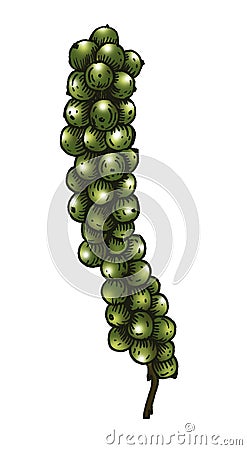 Hand drawn green peppercorn isolated on white background Stock Photo