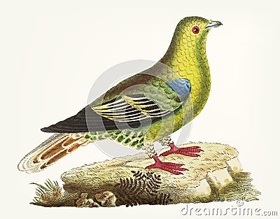Hand drawn green pigeon bird Stock Photo