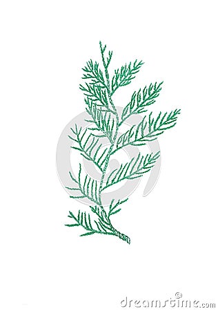 Hand-drawn green thuja branch isolated on white background Stock Photo
