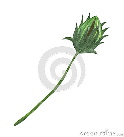 Hand Drawn Green Topinambur Flower Bud Isolated on White Background Stock Photo