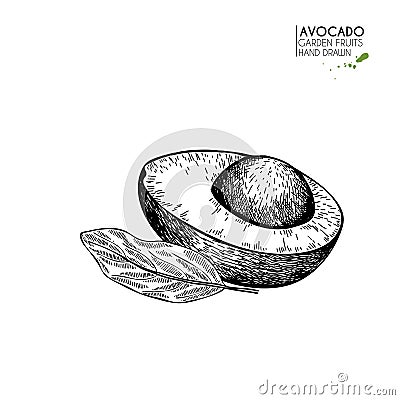 Hand drawn half avocado. Vector engraved illustration. Natural orgainc vegetable. Food healthy ingredient. For cooking Vector Illustration