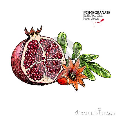 Hand drawn half pomegranate and flower. Vector engraved colored illustration. Juicy natural fruit. Food healthy Vector Illustration