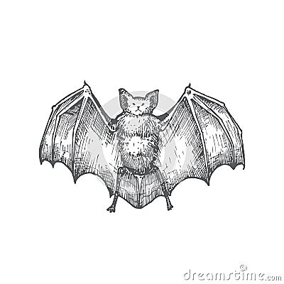 Hand Drawn Halloween Scary Vampire Vector Illustration. Abstract Bat with Wings Sketch. Engraving Style Drawing. Vector Illustration