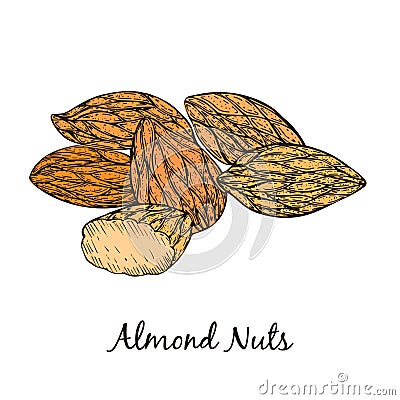 Hand Drawn Handful of Almond Isolated on White Vector Illustration