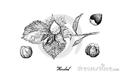 Hand Drawn of Hazelnut Nuts on A Branch Vector Illustration