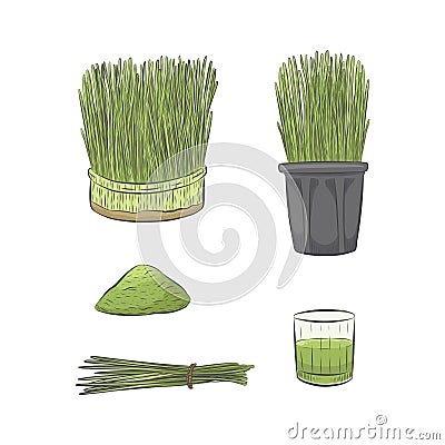 Green wheatgrass growing vector collection. Glass of green raw juice Vector Illustration