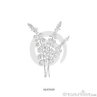 Hand drawn heather flower.Plant design elements. Vector Illustration